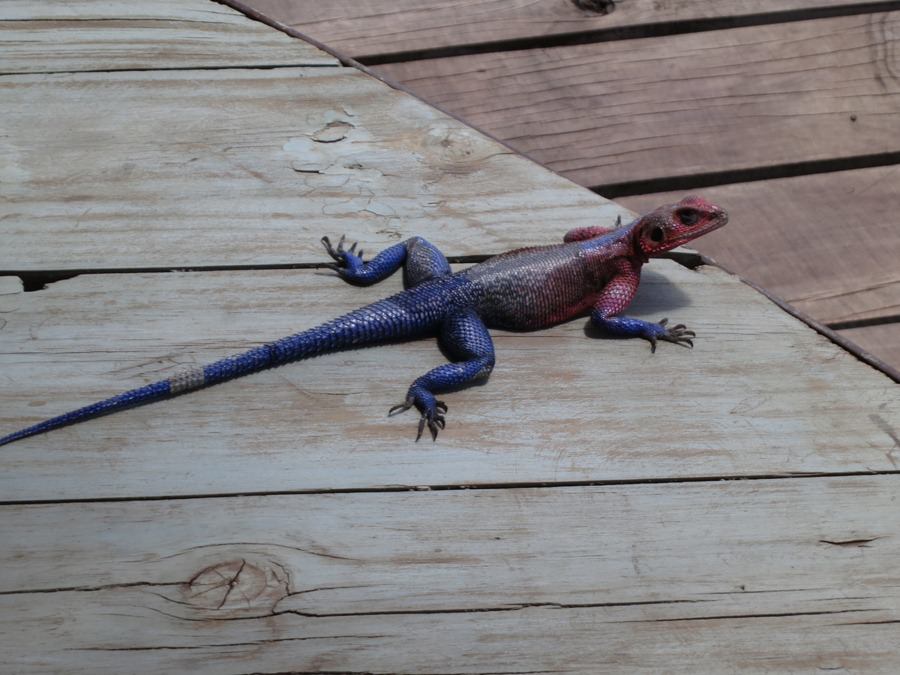Agama Lizard