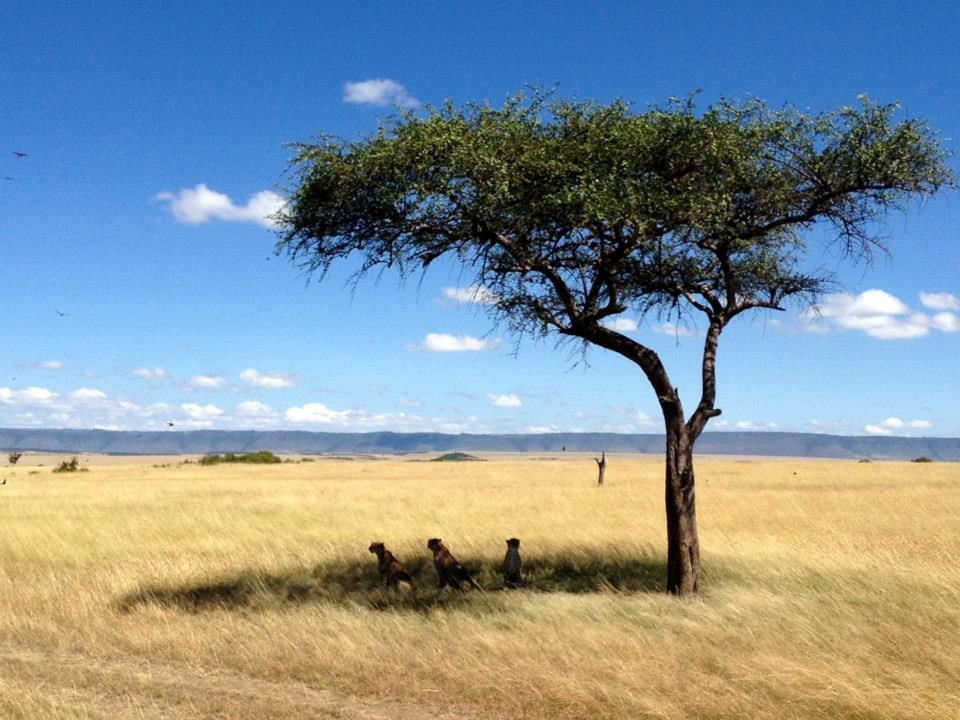 Baby Cheetah Cubs in Lamai