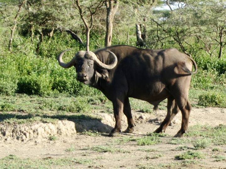 Buffalo Serengeti Safari Camp Tanzania