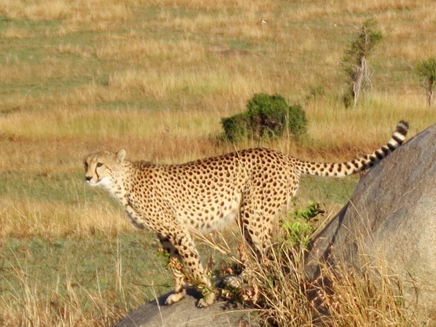 Cheetah! How can you tell a cheetah from a leopard? A cheetah has tear marks on its face and spotted black circles. A leopard does not, and its spots are like flowers