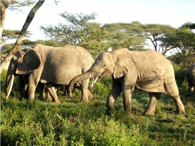 A typical elephant day is dominated by 16 hours of feeding