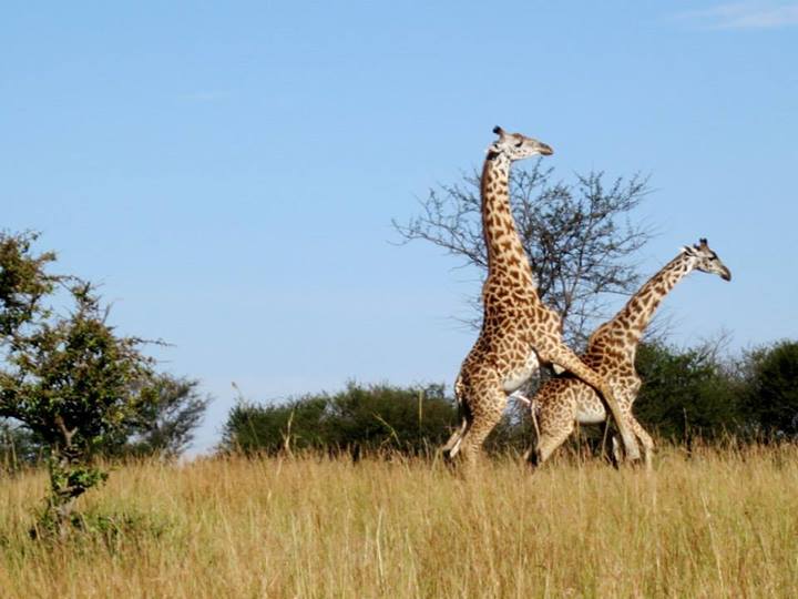 Giraffes Mating Serengeti, Tanzania
