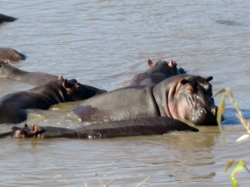 Hippos at Mara