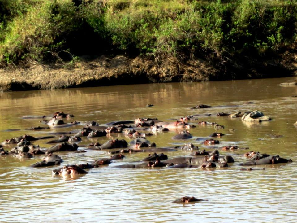 Hippos migrate to the water when it's really hot. Today, we are having breakfast with them