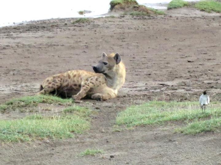 Hyenas are usually scavengers, not really hunters, but they can bring down up to a full sized antelope