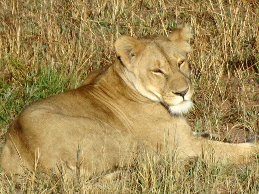 Lion in Lamai