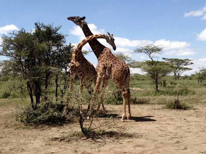 Have you ever seen 2 male giraffes necking? This is their version of sparring or wrestling, wherein they prove who is the more dominant one