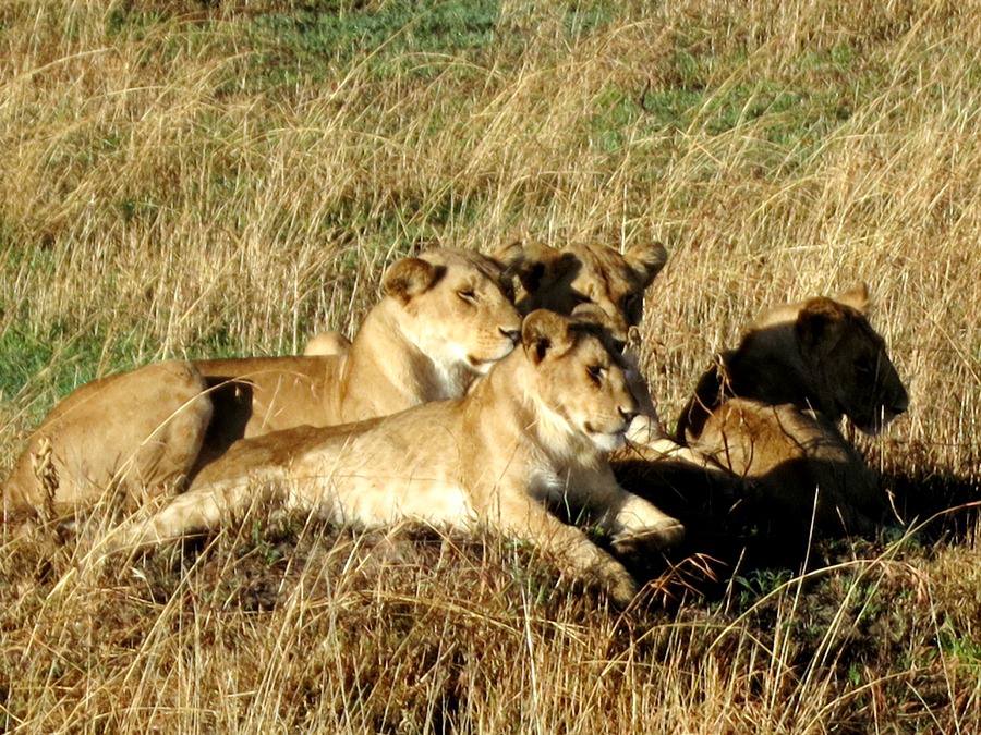 A pride of female lions. The antelope nearby made an alert to all the antelopes that it had spotted the lions and ran as fast as it could