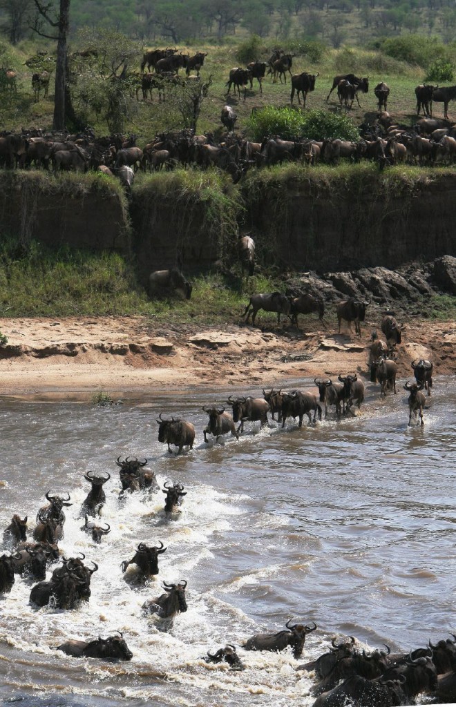 Wildebeest Migration - Jose Cortes III