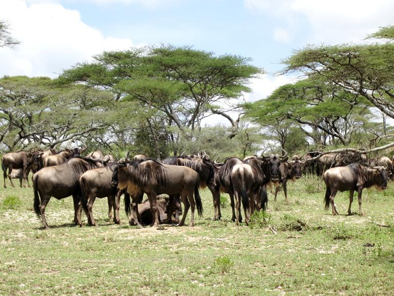 Tons of wildebeests already just driving from the airstrip. Christine said that the animals aren't this abundant elsewhere in Africa when she visited. The reason why they are so abundant here is that southern Serengeti has the best food-- the best kind of grass that will fatten them . So even when they scatter around throughout the year, they will always make their way back here