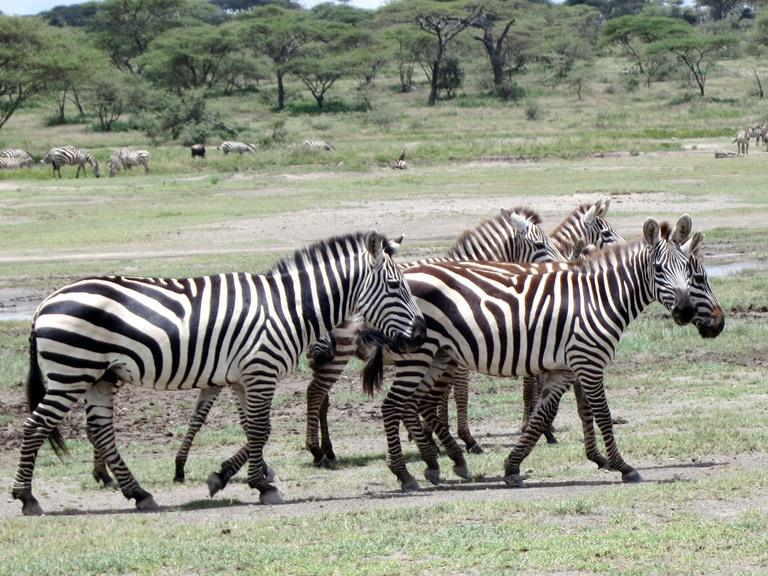 Zebras Serengeti Safari Camp