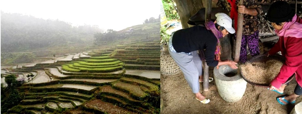 Banaue Rice Terraces- Heirloom Rice