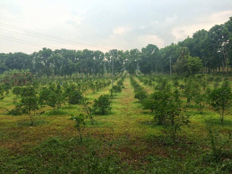 I also partook in a Power Walk activity with guide Ervin around The Farm and the surrounding barangay, which includes this Barako coffee plantation outside of the resort.