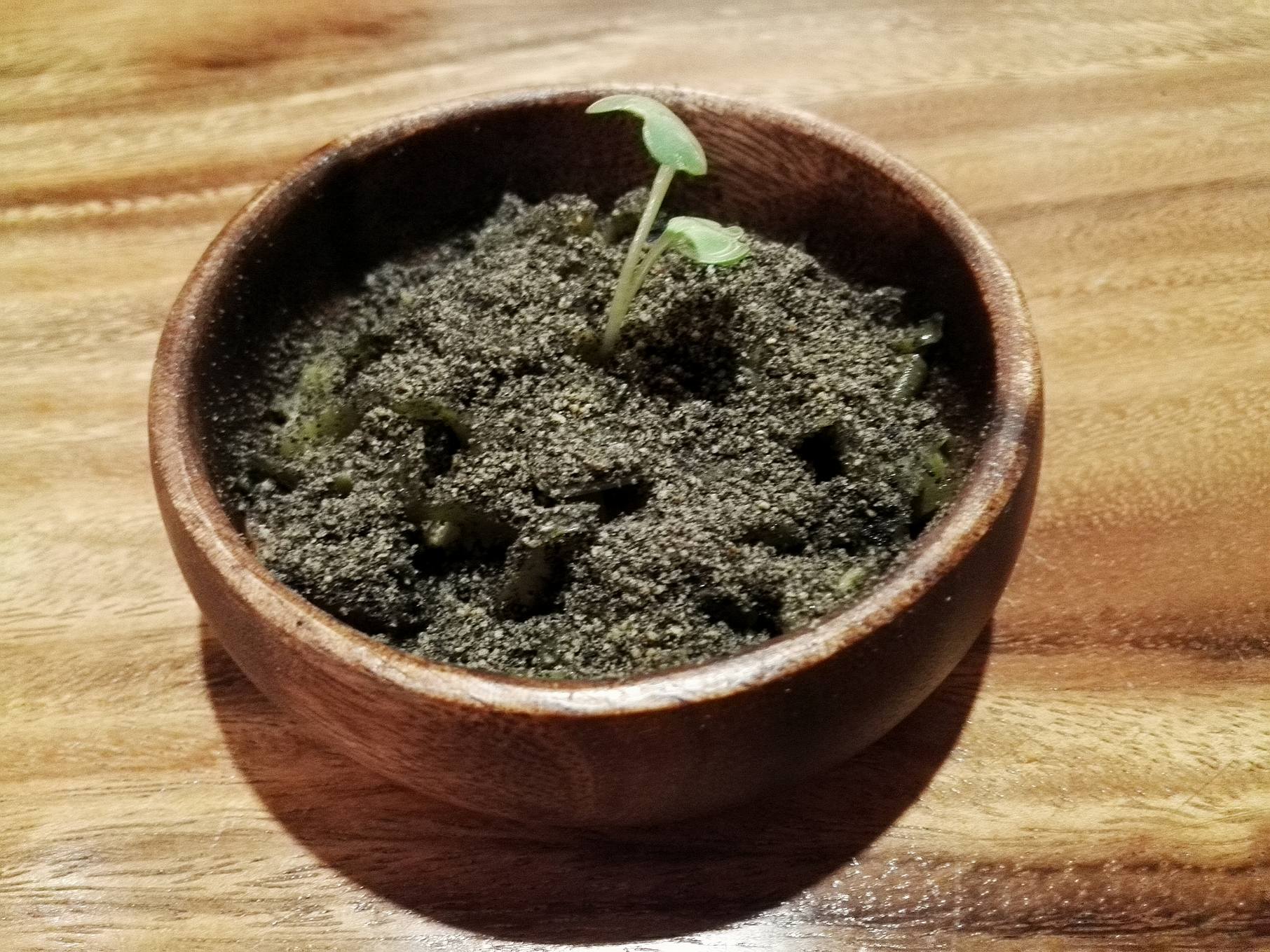 Garden Vegetables (formerly known as Bahay Kubo at the old Black Sheep) at Toyo Eatery