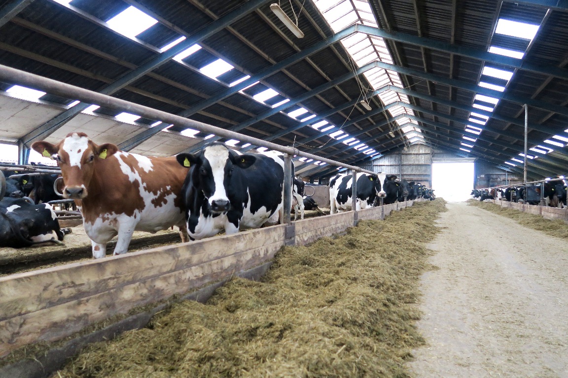 Notice how clean the farm is!