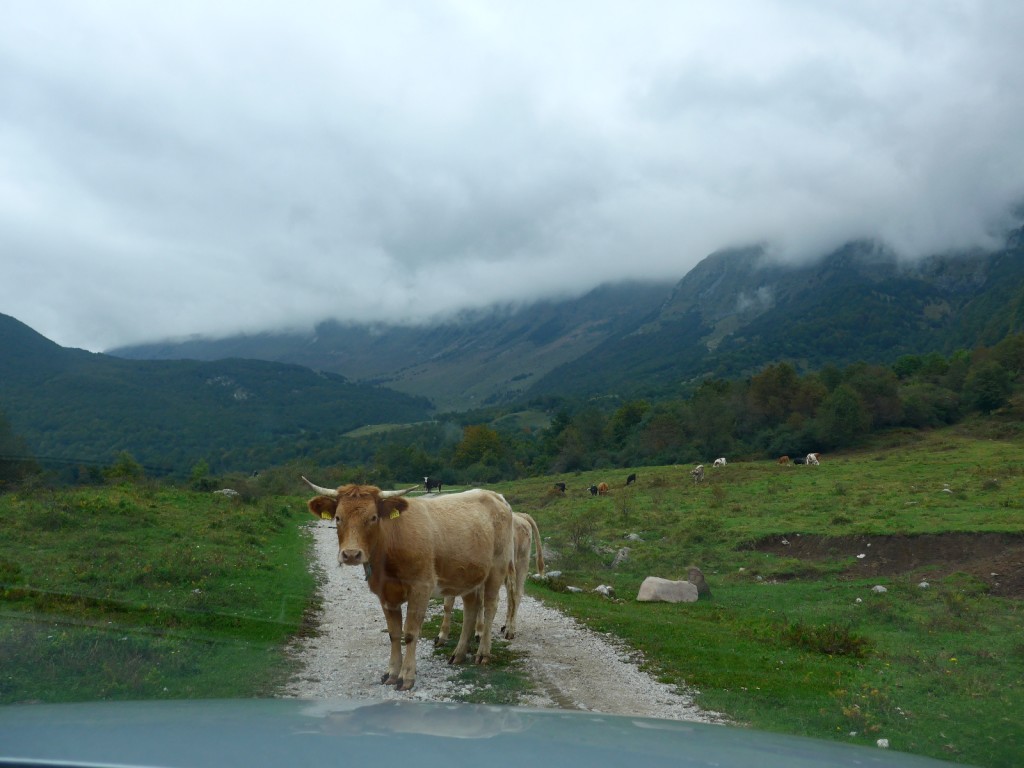 Of course you come face to face with cows, too! Lol. (Photo by Cheryl Tiu)