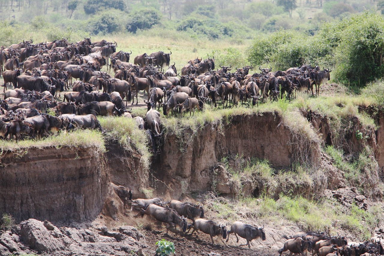 The Great Migration in Tanzania (Why East Africa should be on your Bucket List)